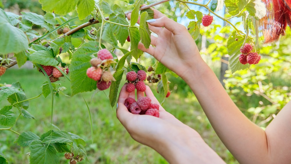 A woman picking wild raspberries