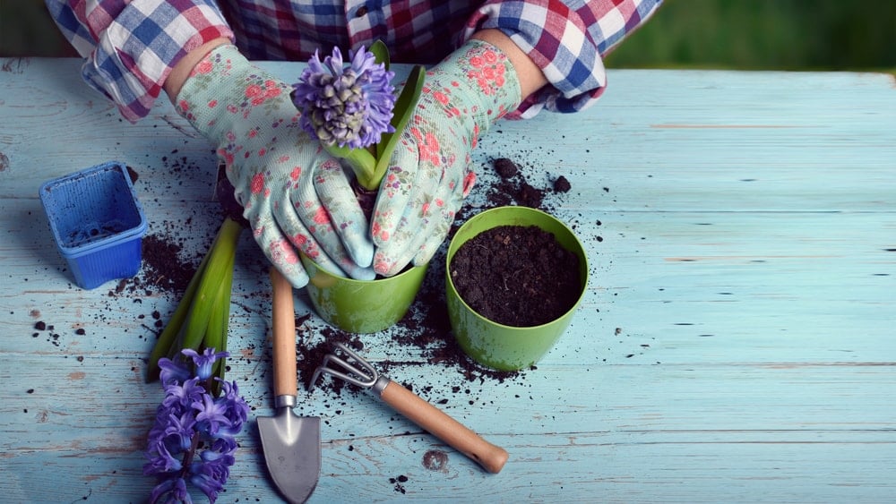 a person planting a flower in a pot of dirt