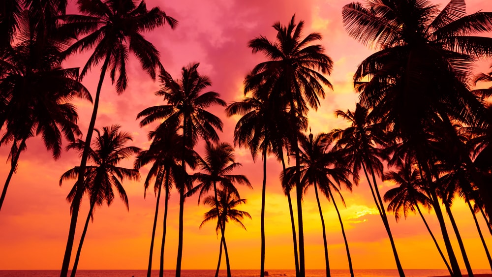 Palm trees with a gorgeous sunset in the background