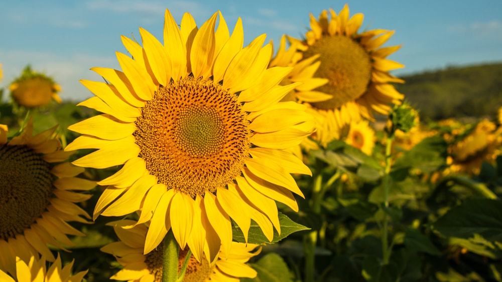 A field of sunflowers