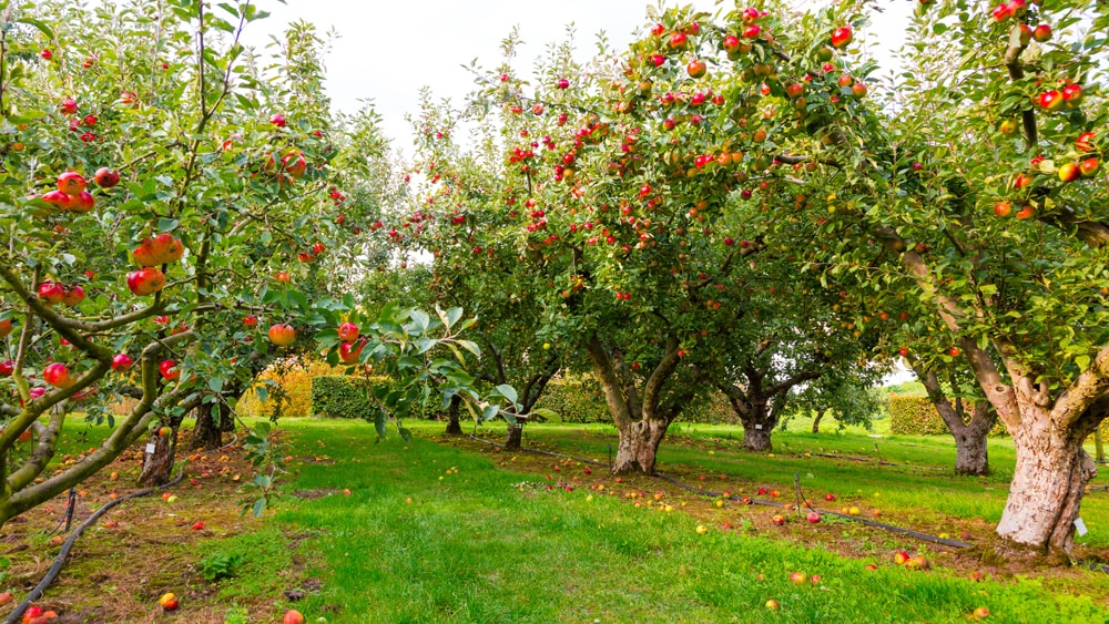 An apple orchard brimming with fruit