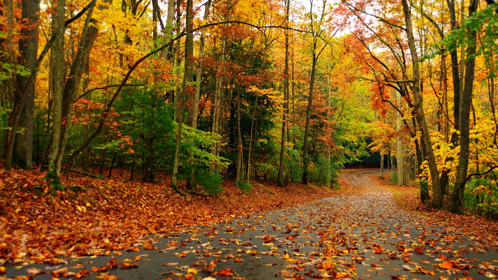 A pathway through a forest where the leaves are starting to change color for autumn