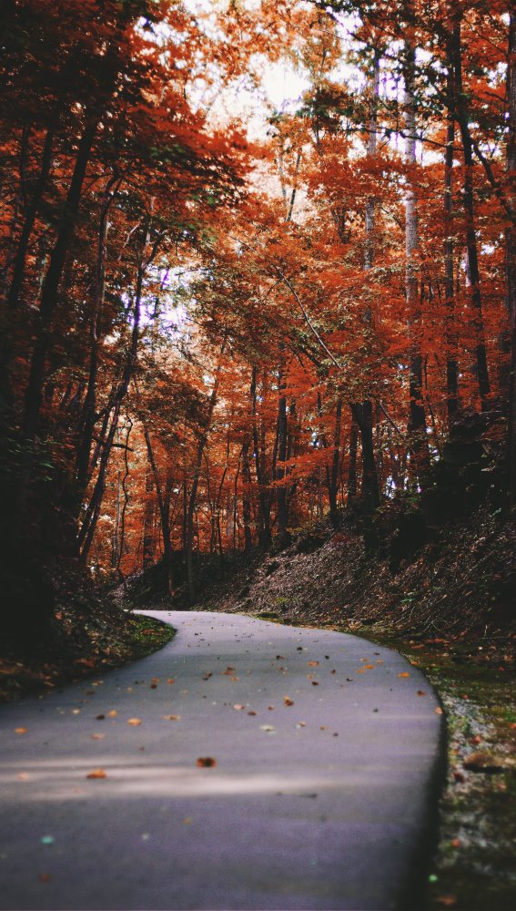 A road through a forest in the fall