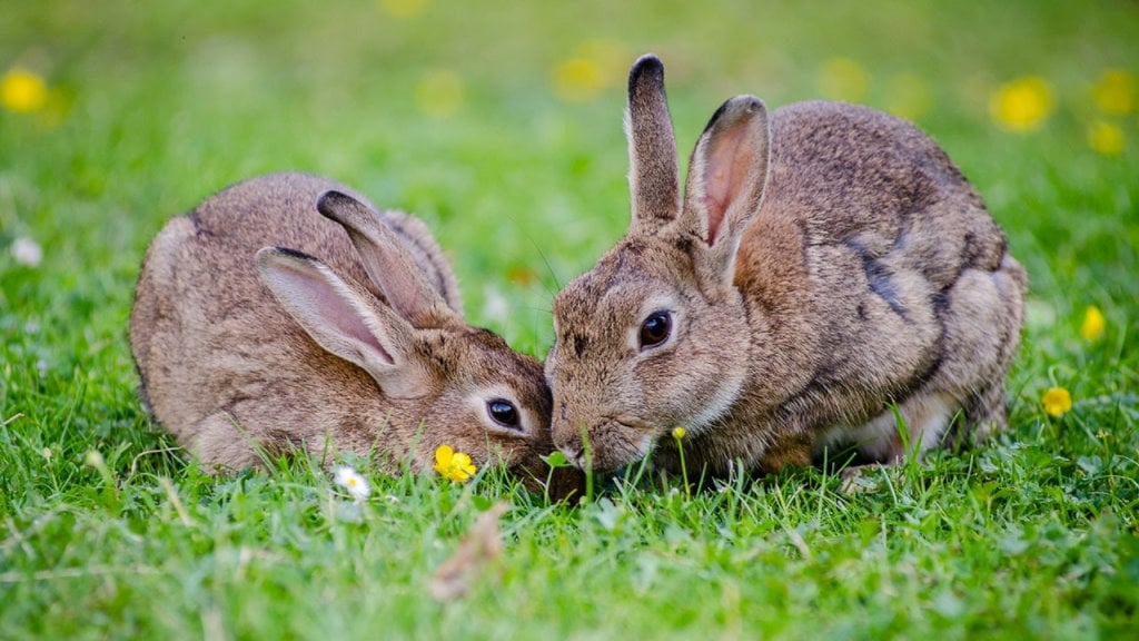 Two rabbits eating in a spring field