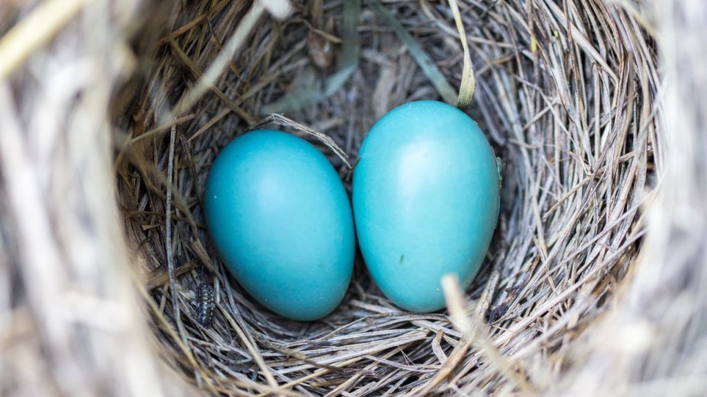 Two Robin Eggs in a Nest