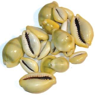 cowrie-shells-18-pcs